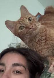 files/resena_gato_principal.jpg